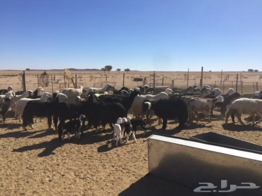 غنم للبيع (image 7)
