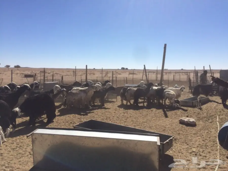 غنم للبيع (image 8)