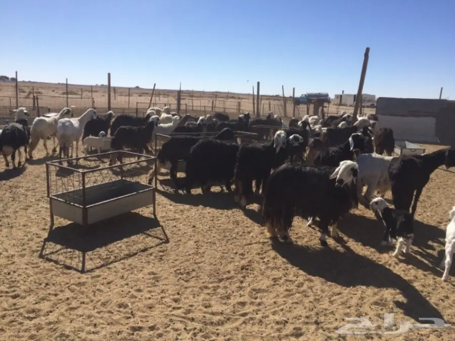 غنم للبيع (image 10)