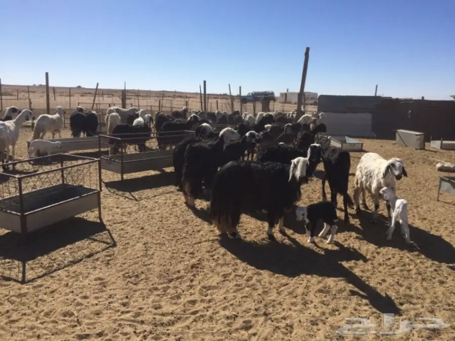 غنم للبيع (image 11)