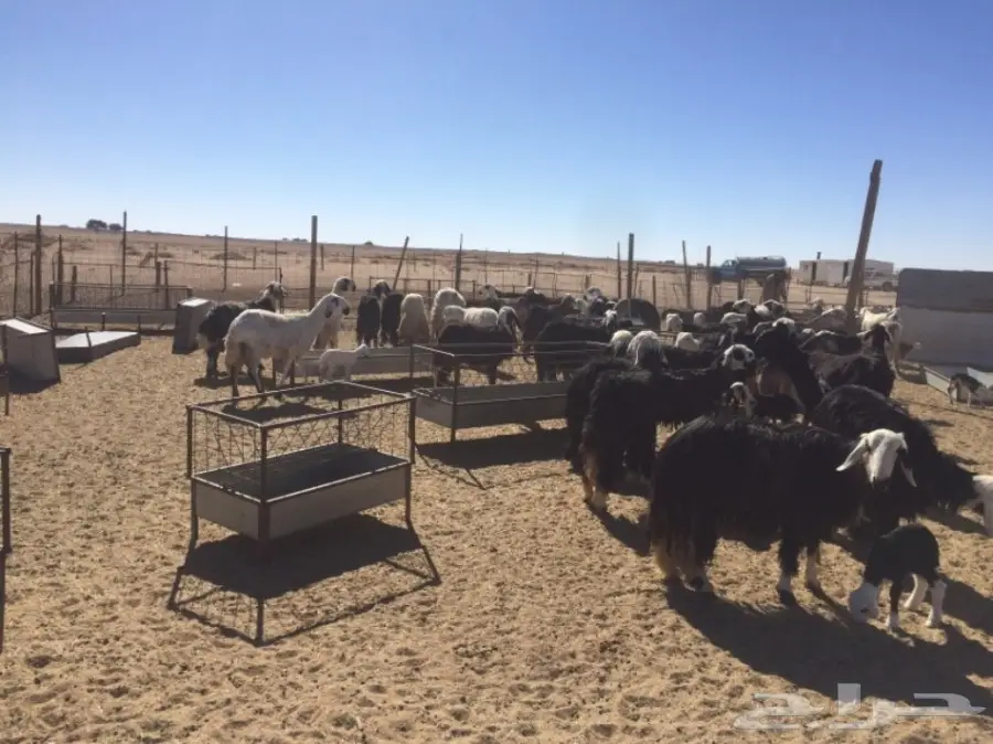 غنم للبيع (image 12)