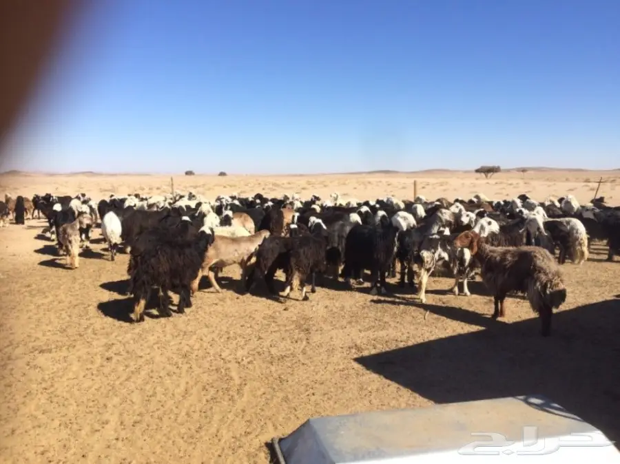 غنم للبيع (image 13)
