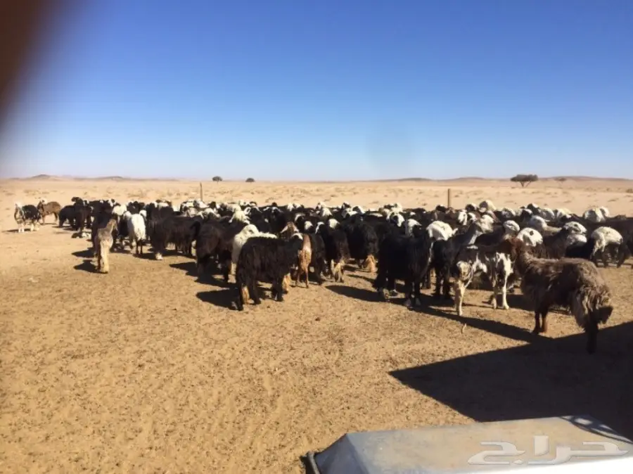 غنم للبيع (image 14)