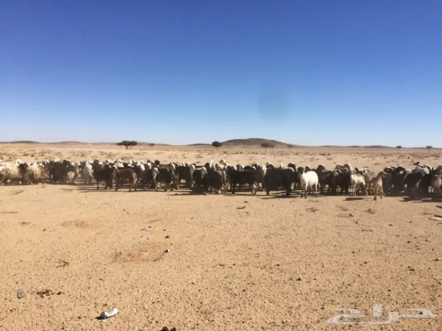 غنم للبيع (image 15)