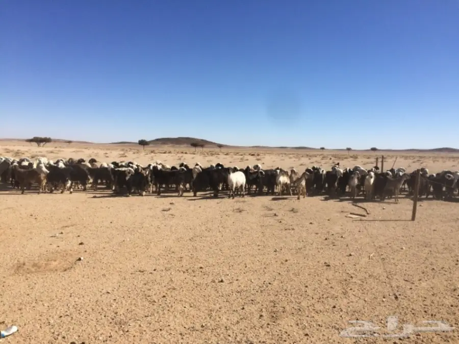 غنم للبيع (image 16)