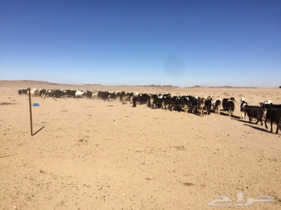 غنم للبيع (image 18)