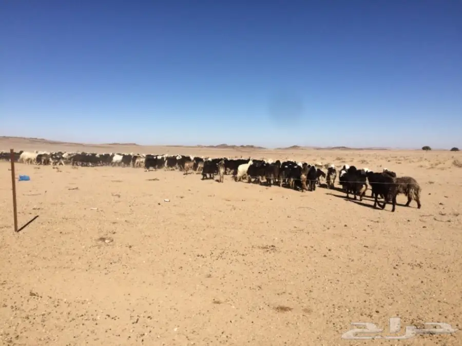 غنم للبيع (image 19)