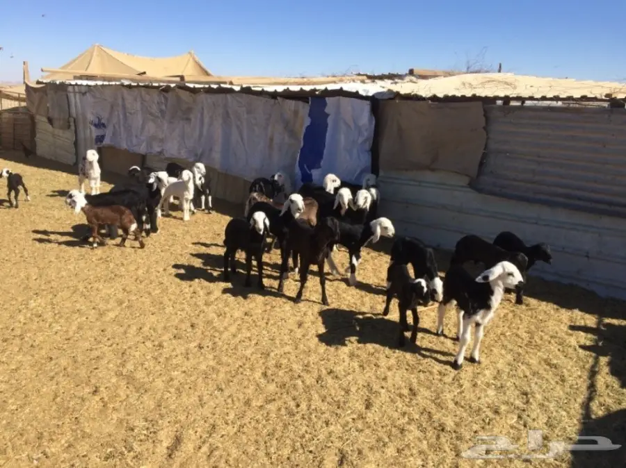 غنم للبيع (image 20)