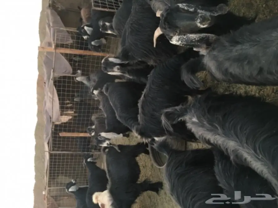 معزا عوارض منوة القناي