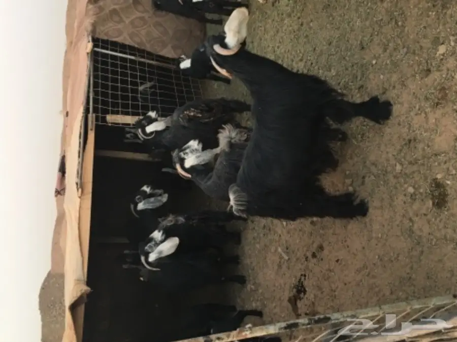 معزا عوارض منوة القناي (image 1)