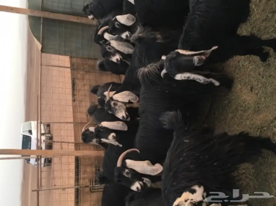 معزا عوارض منوة القناي (image 2)