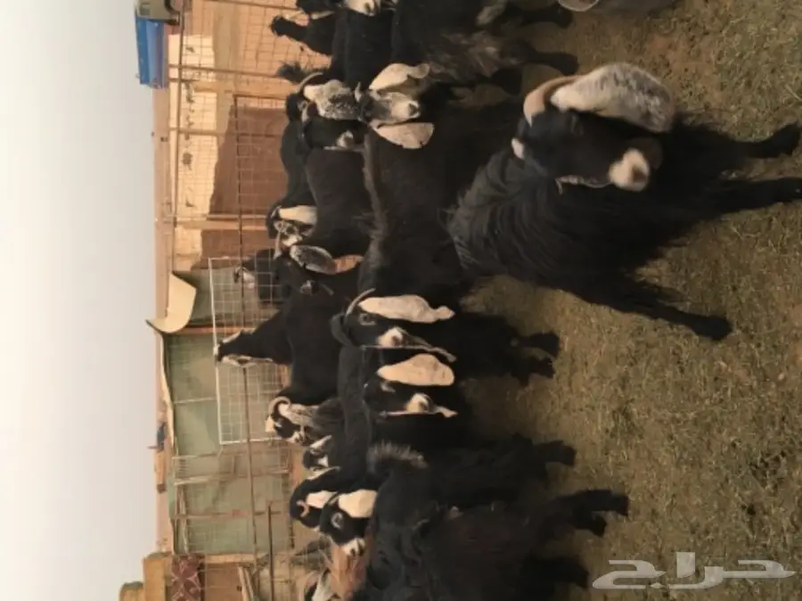 معزا عوارض منوة القناي (image 3)