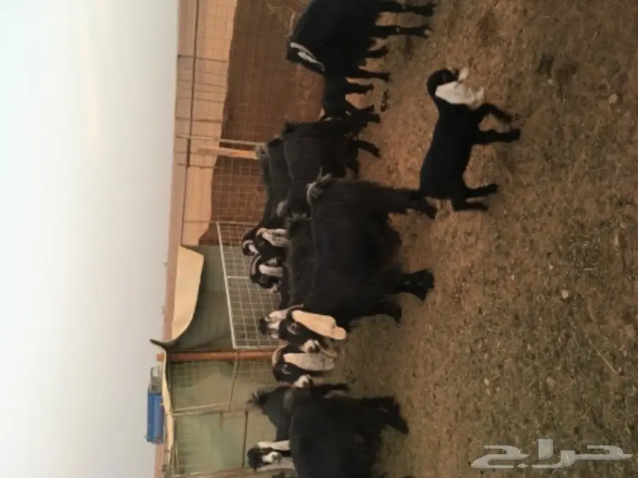 معزا عوارض منوة القناي (image 4)