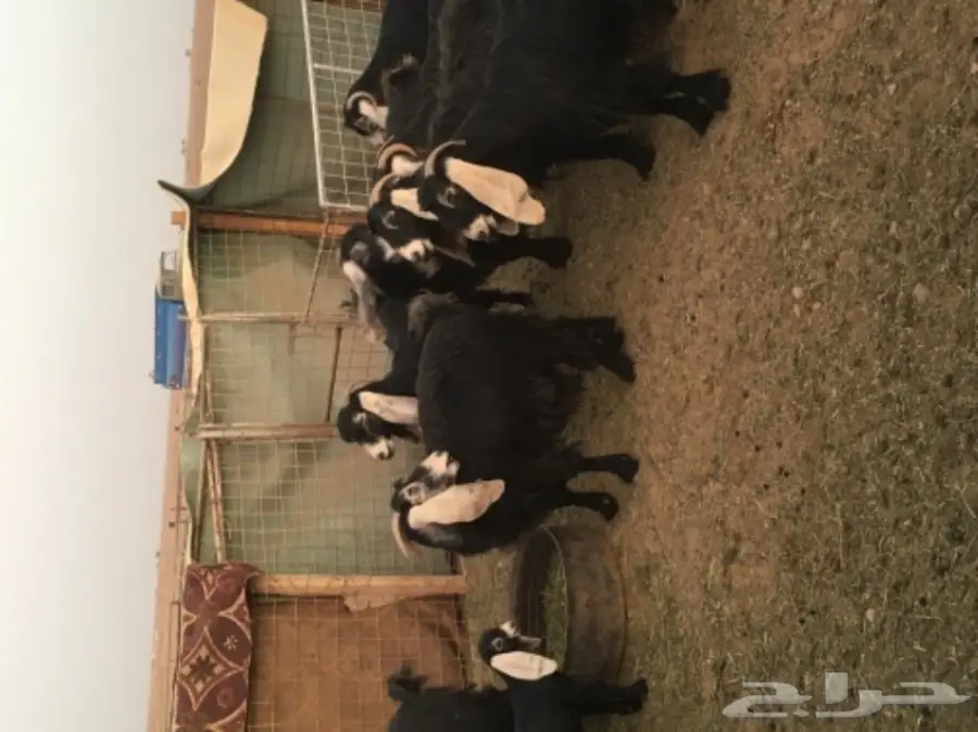 معزا عوارض منوة القناي (image 5)