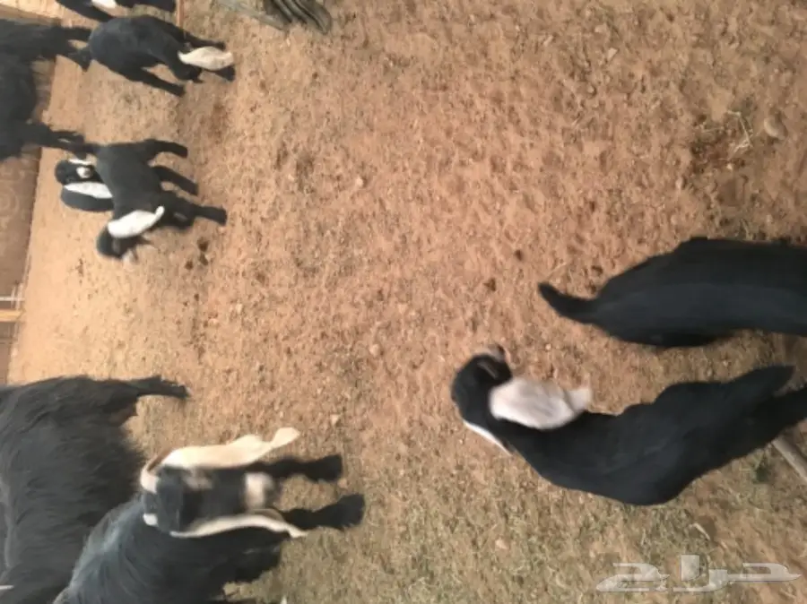 معزا عوارض منوة القناي (image 6)