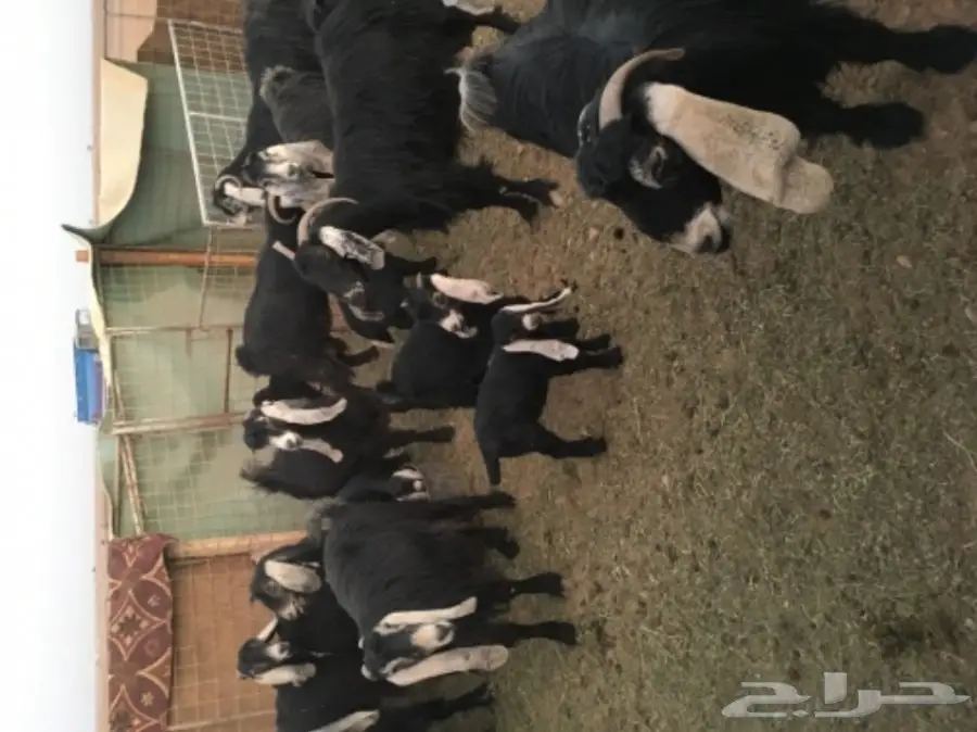 معزا عوارض منوة القناي (image 7)