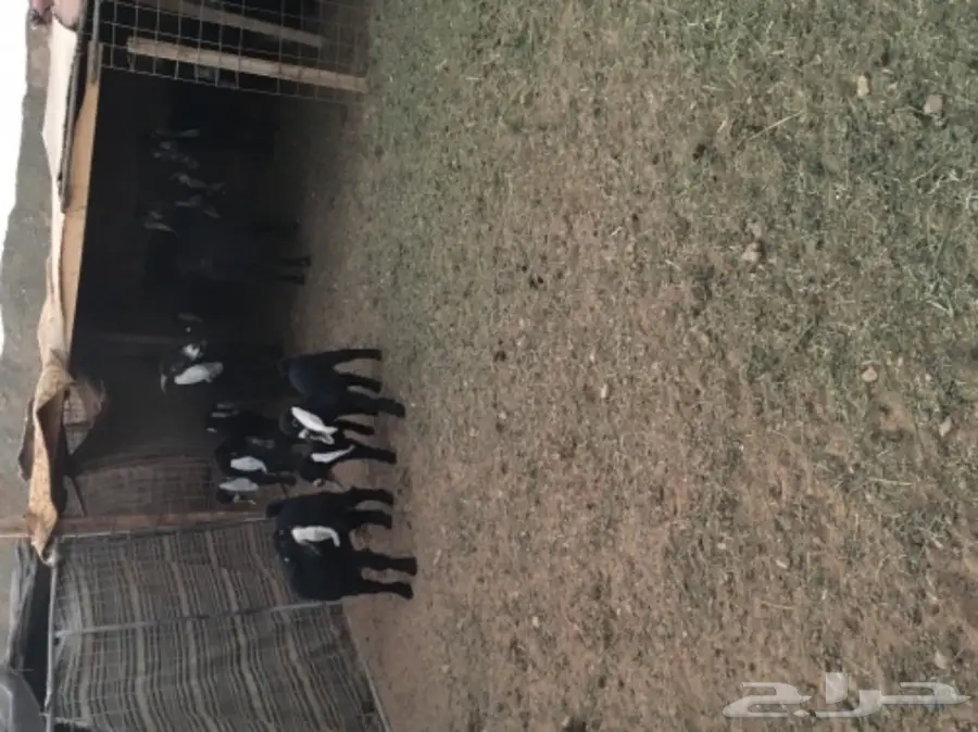 معزا عوارض منوة القناي (image 8)