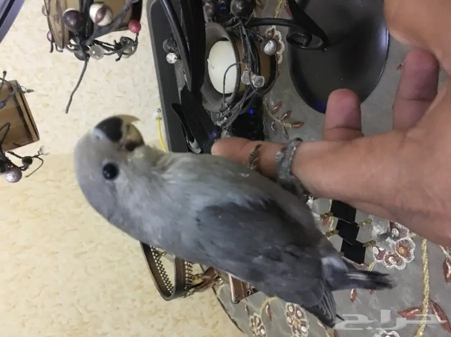 فرخ روز نهاية غر وبداية طيران (image 1)