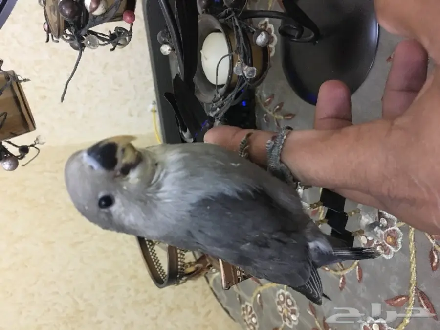 فرخ روز نهاية غر وبداية طيران (image 2)