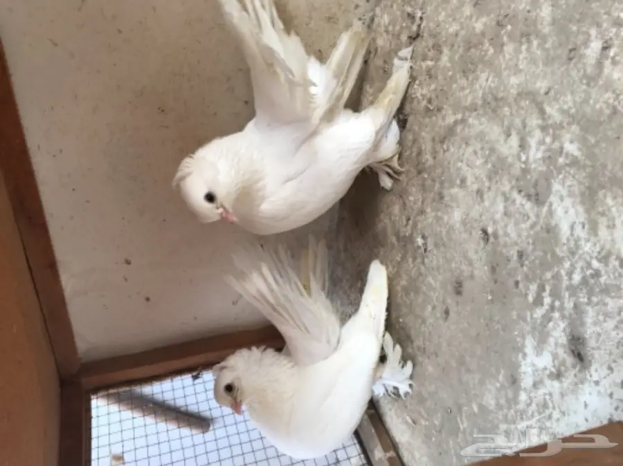 زوج كرنقو ابيض بفروخه 