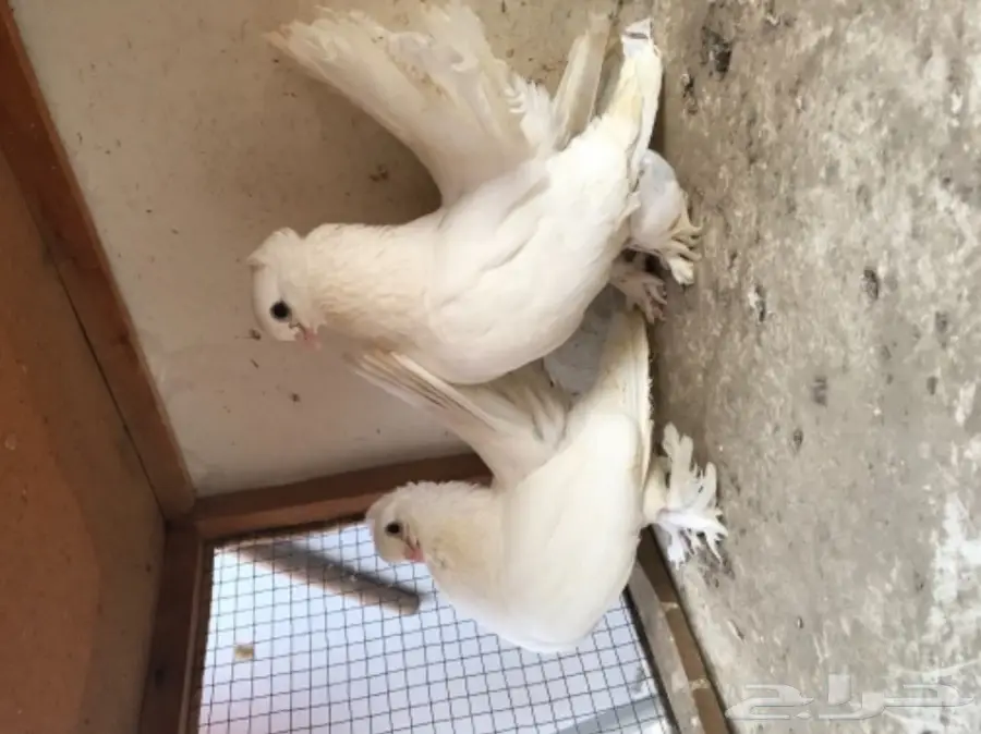 زوج كرنقو ابيض بفروخه  (image 1)