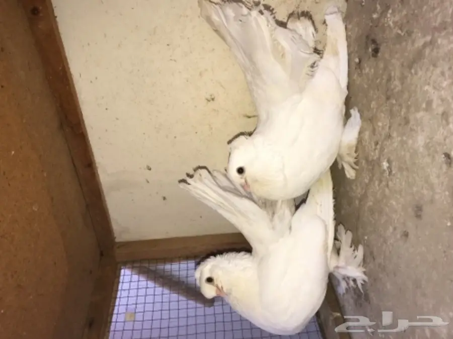 زوج كرنقو ابيض بفروخه  (image 2)