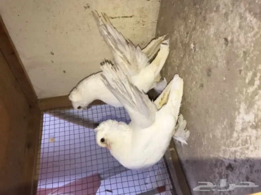 زوج كرنقو ابيض بفروخه  (image 3)