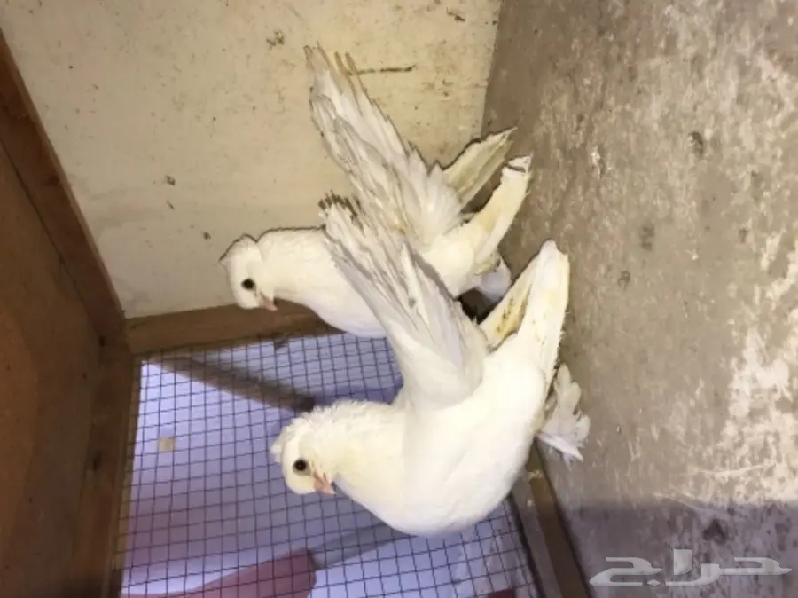 زوج كرنقو ابيض بفروخه  (image 4)