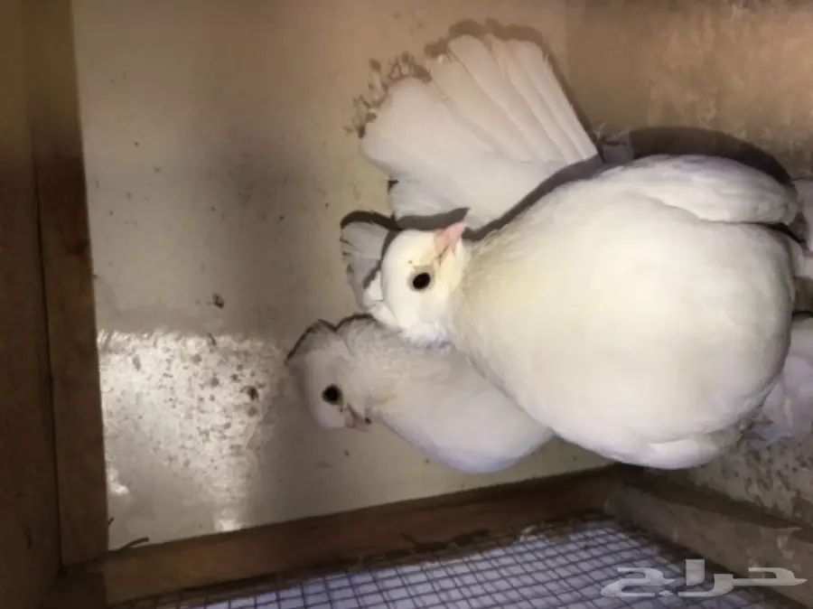 زوج كرنقو ابيض بفروخه  (image 5)