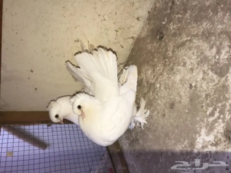 زوج كرنقو ابيض بفروخه  (image 6)