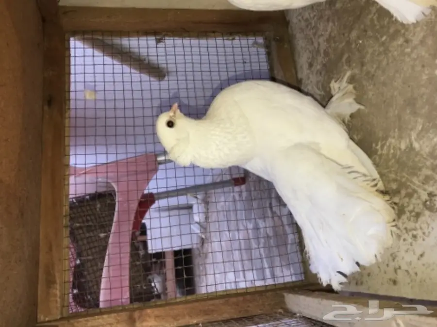 زوج كرنقو ابيض بفروخه  (image 7)