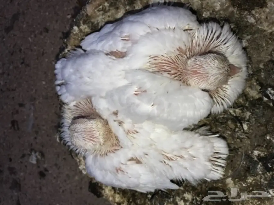 زوج كرنقو ابيض بفروخه  (image 8)