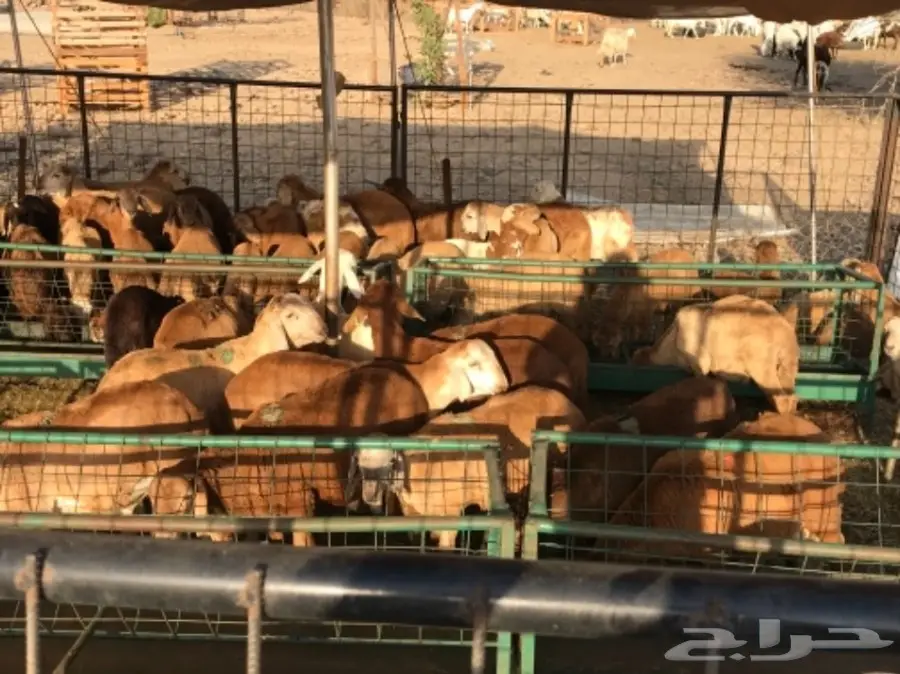 ذبائح حريات وسواكني