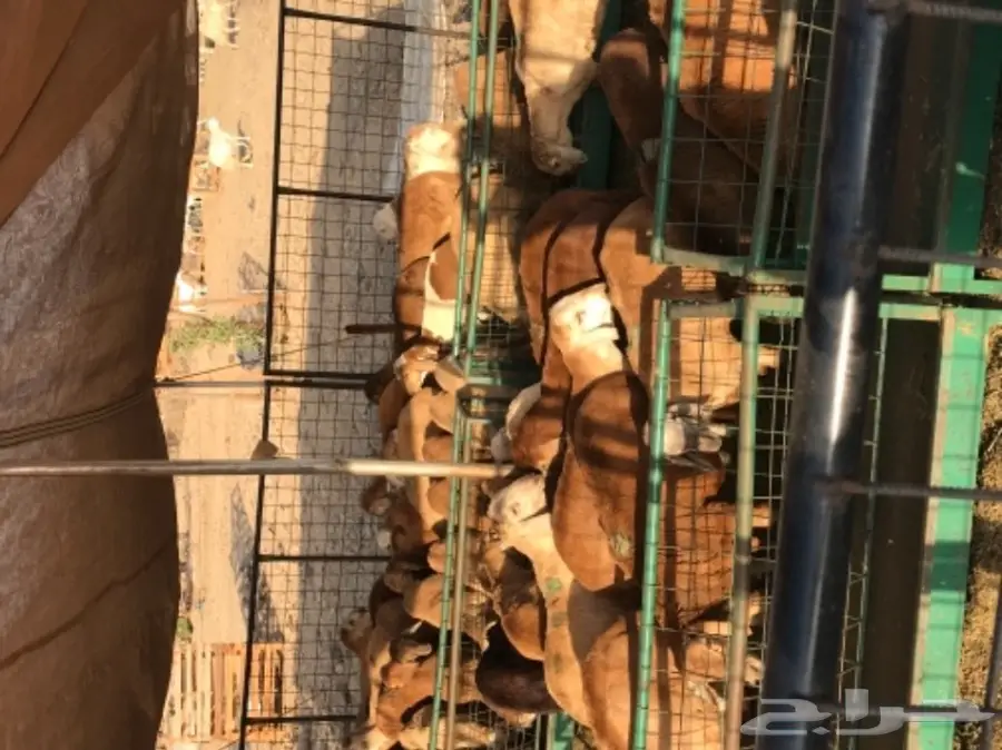 ذبائح حريات وسواكني (image 1)