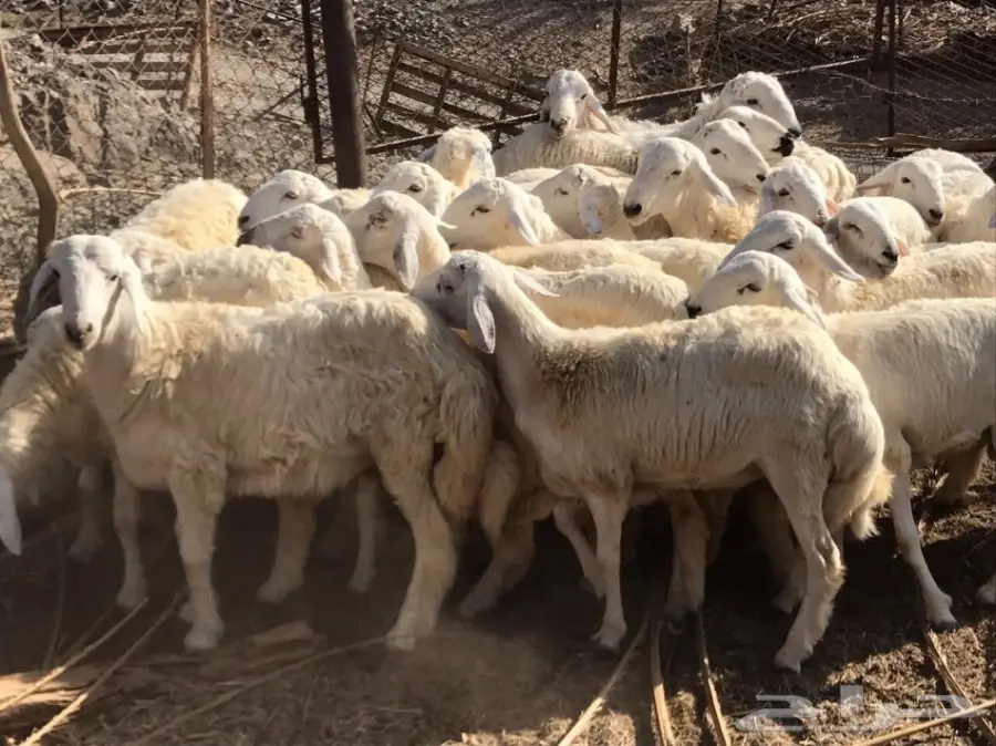 طليان حرية سمان وجبرة (image 1)