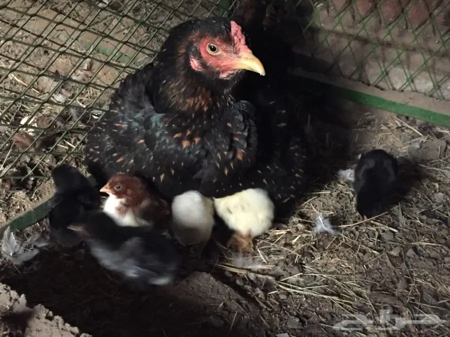 دجاجه باكستانية  (image 1)