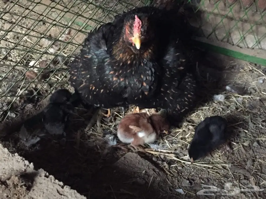 دجاجه باكستانية  (image 2)