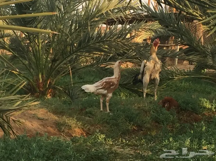 دجاجه باكستانية  (image 4)