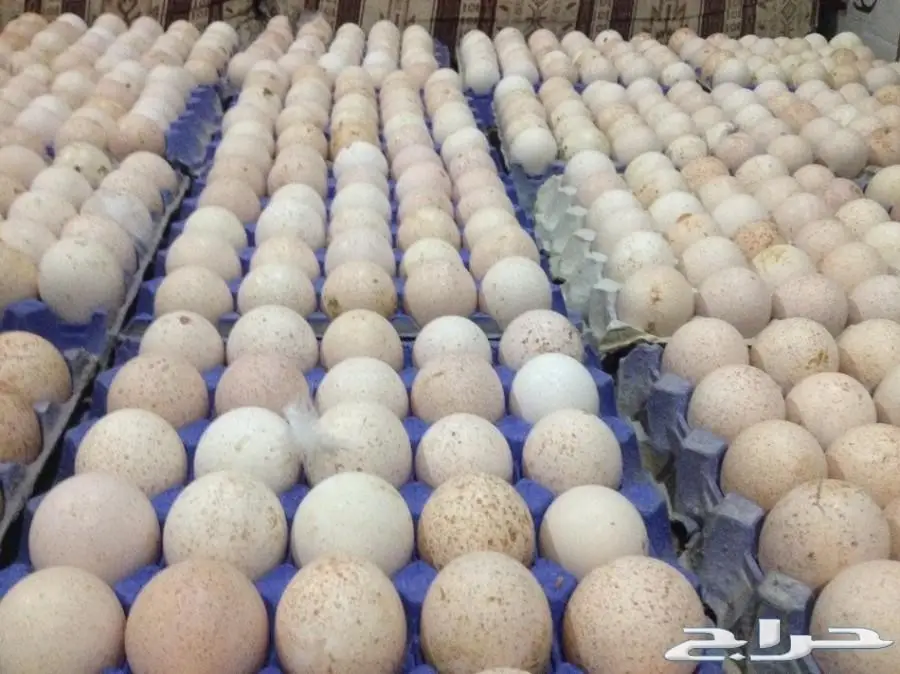 بيض رومي مخصب بنسبة عالية للبيع