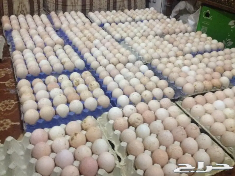 بيض رومي مخصب بنسبة عالية للبيع (image 1)