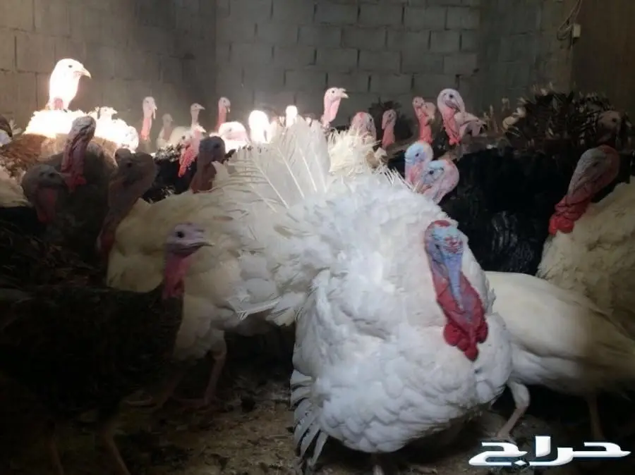 بيض رومي مخصب بنسبة عالية للبيع (image 3)