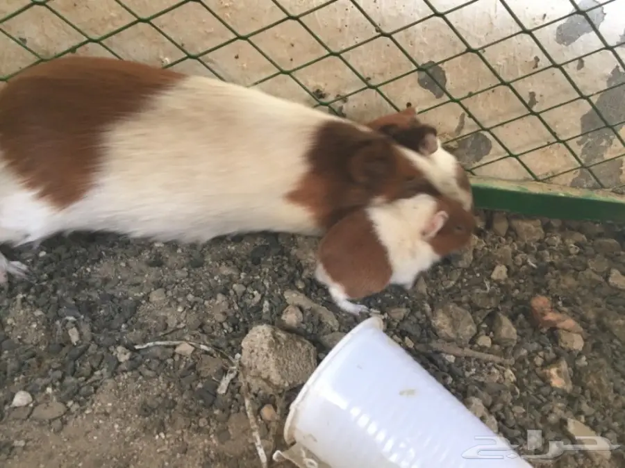 وبران بلديه  (image 2)