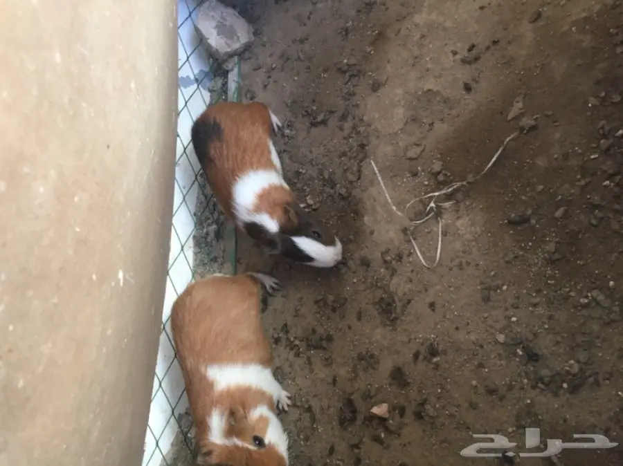 وبران بلديه  (image 3)