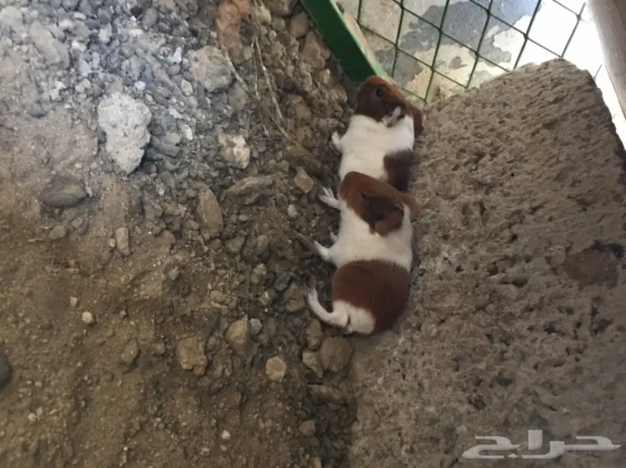 وبران بلديه  (image 4)