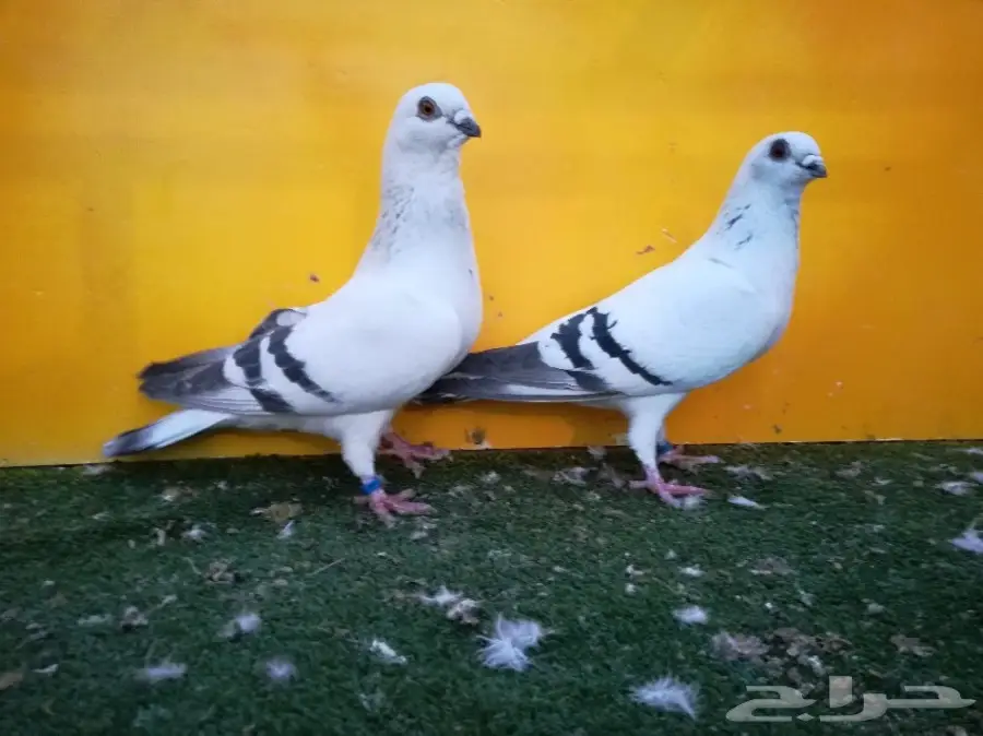 أربع أجواز بوز أو أبوكحيلة  (image 1)