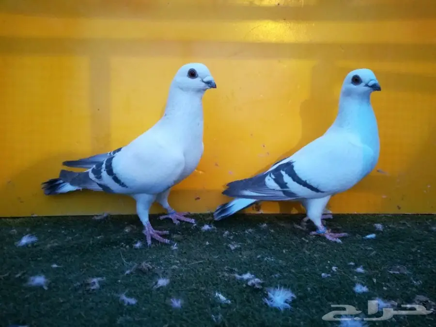 أربع أجواز بوز أو أبوكحيلة  (image 3)