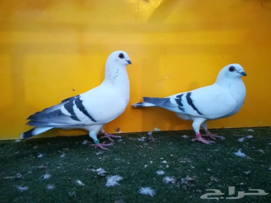 أربع أجواز بوز أو أبوكحيلة  (image 5)