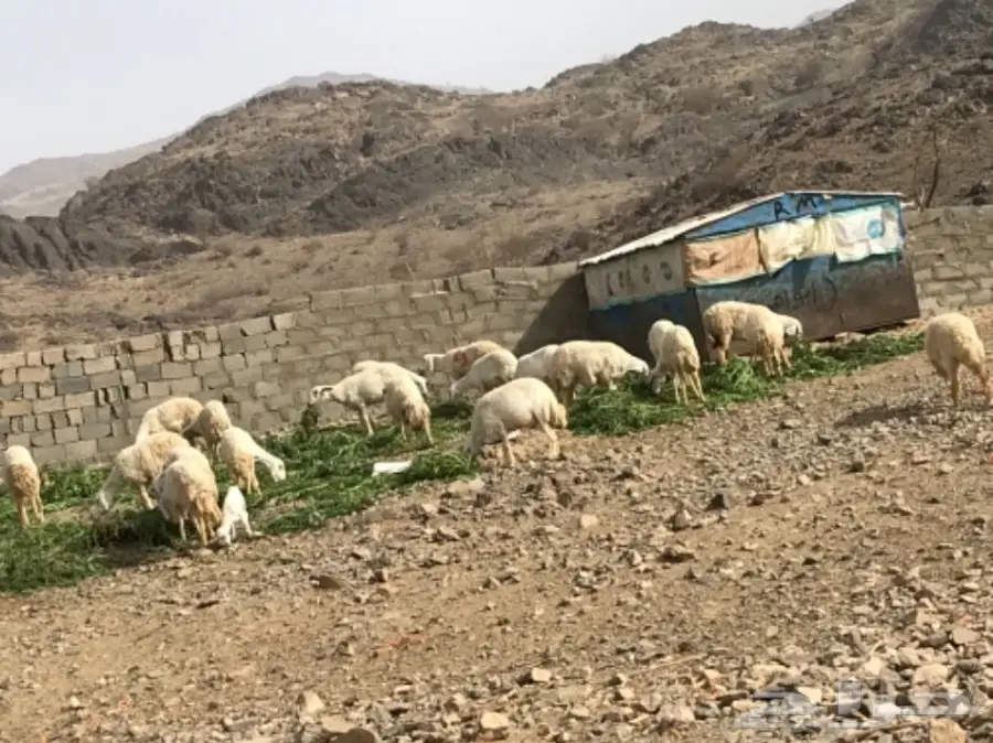 ضان للبيع عددها 200 تحتها 60