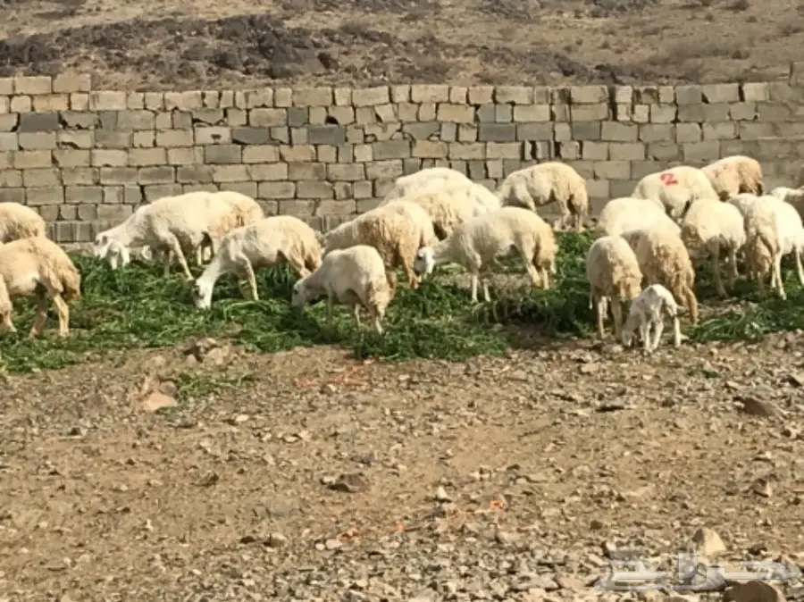 ضان للبيع عددها 200 تحتها 60 (image 1)