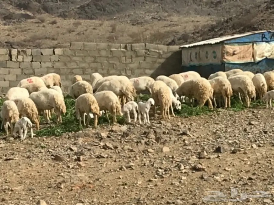 ضان للبيع عددها 200 تحتها 60 (image 2)